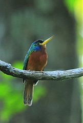 Blue-cheeked Jacamar